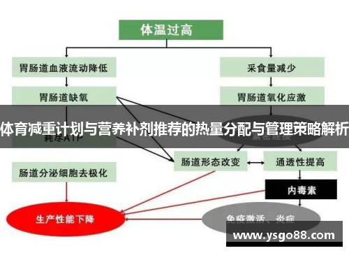 体育减重计划与营养补剂推荐的热量分配与管理策略解析